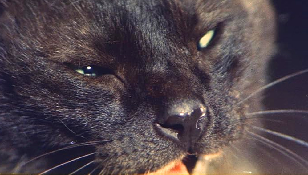 This one-eyed black cat might take nine lives, from BLIND WOMAN'S CURSE (1970)